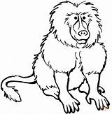 Baboon coloring Page  Free Printable Coloring Pages sketch template