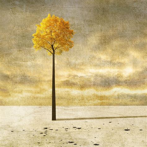 yellow tree wallpaper,yellow,tree,leaf,plant,flower (#482700) - WallpaperUse