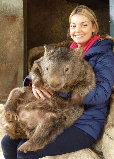 Meet Patrick, The World's Oldest And Largest Living Wombat