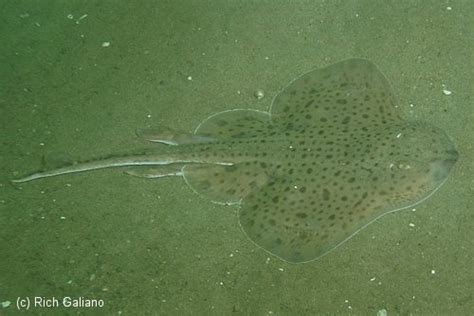 Skates & Rays ~ New Jersey Scuba Diving