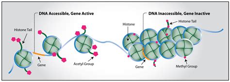 Antibodies for Histone Modifications | EpigenTek