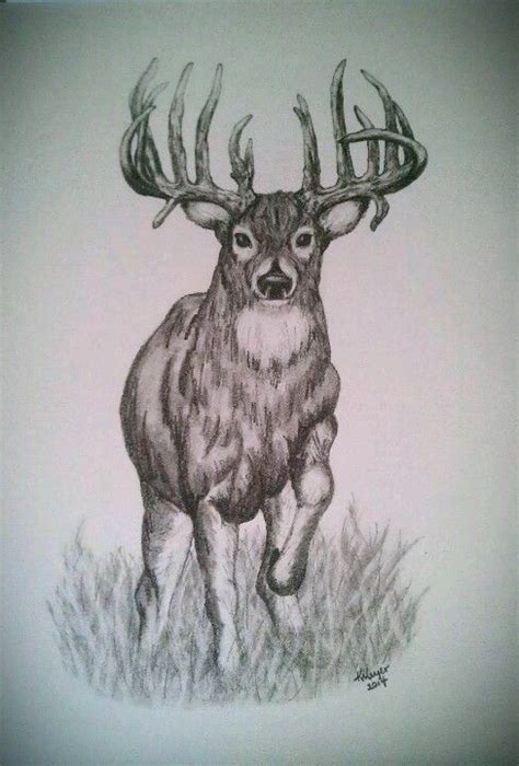 Whitetail Trophy Buck Deer Pencil Sketch by K. Meyer