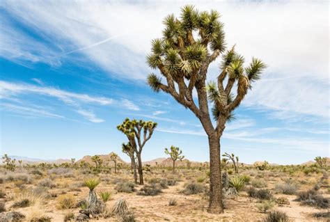 12 Trees That Can Grow In The Desert (And How They Do It) - Tree Journey