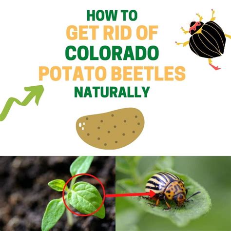 How to Get Rid of Colorado Potato Beetles (Naturally) | BugWiz