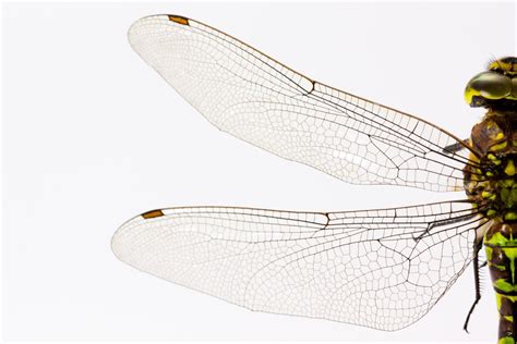 Free Images : wing, insect, macro, invertebrate, close up, illustration ...