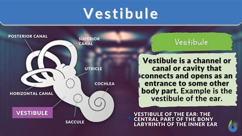 Vestibule - Definition and Examples - Biology Online Dictionary