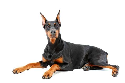 German Pinscher vs Doberman Pinscher: Is there a Difference?