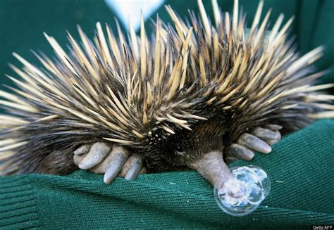 The Pet Blog: Meet echidna - the strangest creature evah!