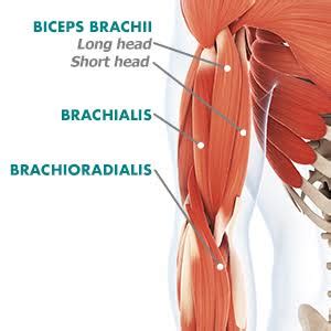 Elbow Flexors: Anatomy, Origin, Insertion & Exercise
