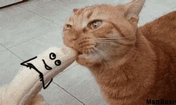 Cat Eating GIF - Cat Eating Banana - Discover & Share GIFs