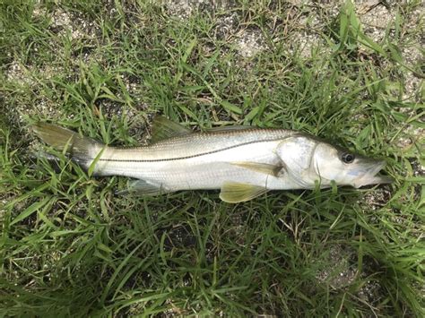 Species #145 — Common Snook – CaughtOvgard