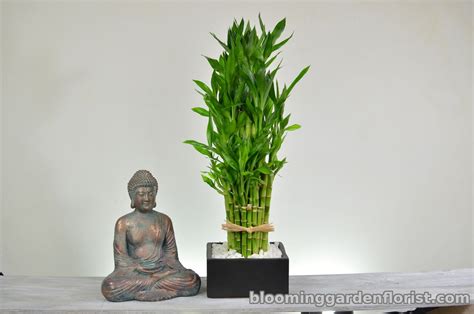 Lucky Bamboo for Good Feng Shui - P34 - Blooming Garden Florist