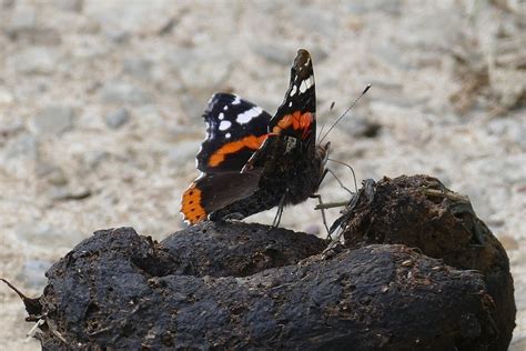 Butterfly on Poo | This butterfly seemed very keen on this h… | Flickr