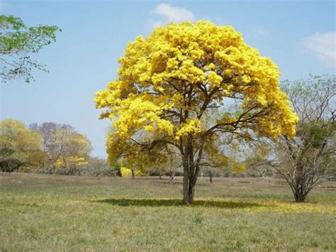 200 Semillas De Arbol Guayacan Amarillo | Mercado Libre