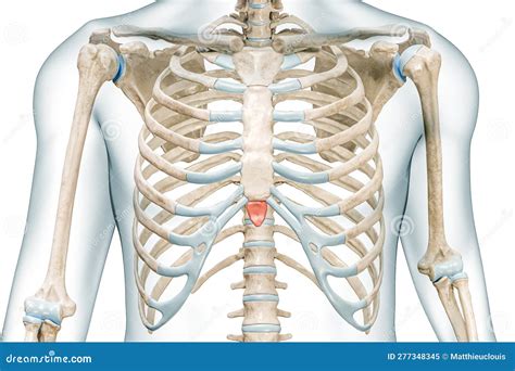 Xiphoid Process Bone of the Sternum in Red Color with Body 3D Rendering ...