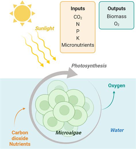 Inputs and outputs of autotrophic microalgae cultivation | Download Scientific Diagram