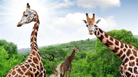 10 reasons why every travel lover must go on an African safari at least once | Travel ...