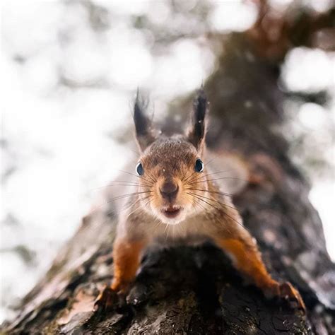 Finnish Wildlife Photography By This Photographer Will Change The Way You Think of This Country