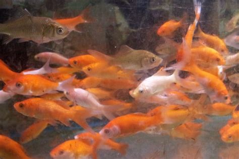 Feeder Fish Prices - Northwest Seed & Pet