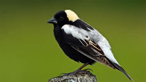 Bobolink Bird Overview, All About Birds - Zoological World