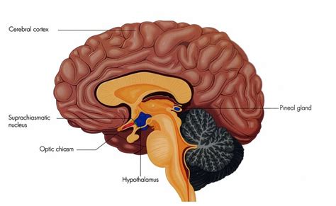 Suprachiasmatic Nucleus (SCN): Definition, Location, Function