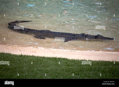 Crocodile show presentation demonstration Australia Zoo wildlife and ...