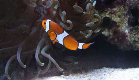 What Do Clownfish Eat In An Aquarium? | Aqua Movement