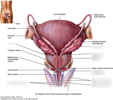 Seminal Vesicle: Location, Anatomy, Function Disorders, 53% OFF