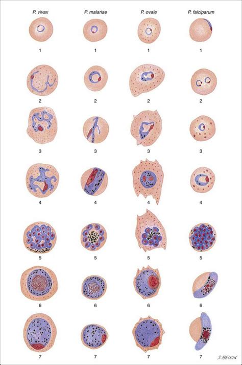 Blood and Tissue Protozoa | Clinical Gate