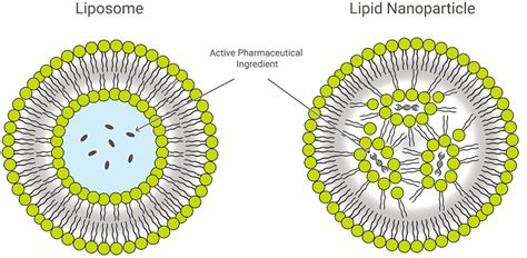 Liposomes vs. Lipid Nanoparticles: Which Is Best for Drug Delivery? | Biopharma PEG