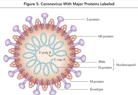 Novel Coronavirus - SARS-CoV-2 - COVID-19: An Update What Emergency Clinicians Need to Know