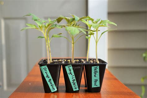 When to Transplant Tomato Seedlings - Easy Step by Step Guide