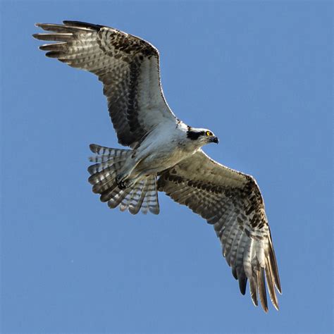 Osprey: Fish-eater returns as breeder in Cook County | My Chicago ...