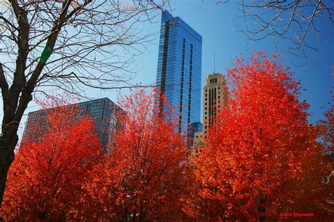 Fall colors in Downtown Chicago. | Fall colors in Downtown C… | Flickr