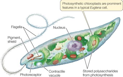 Flagellate Diagram