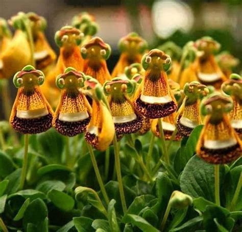 17 Striking Plants that Look Like Aliens | Balcony Garden Web