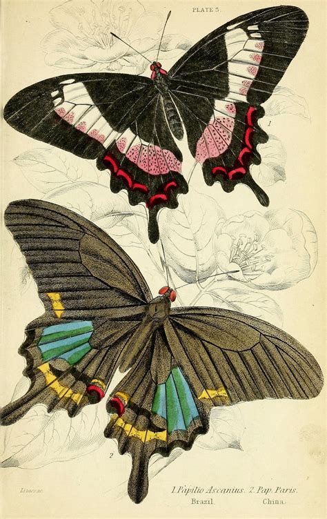 Scientific Illustration | wapiti3: Foreign butterflies By Duncan, James,...