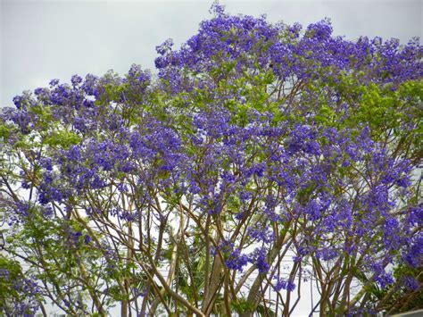 Free Jacaranda Tree (Bignoniaceae) Stock Photo - FreeImages.com