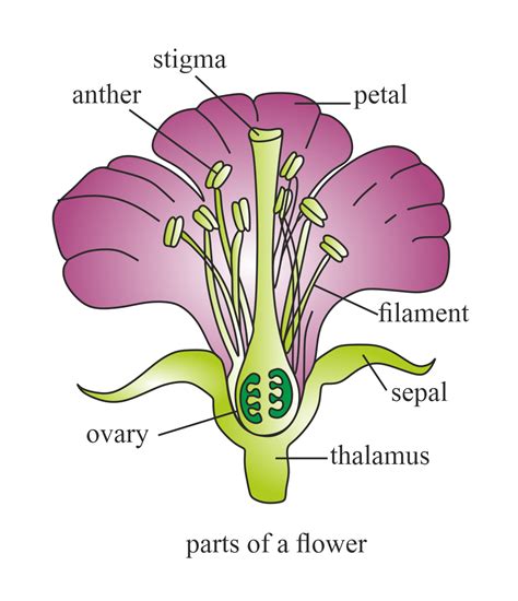 Draw the structure of a flower Label its different parts