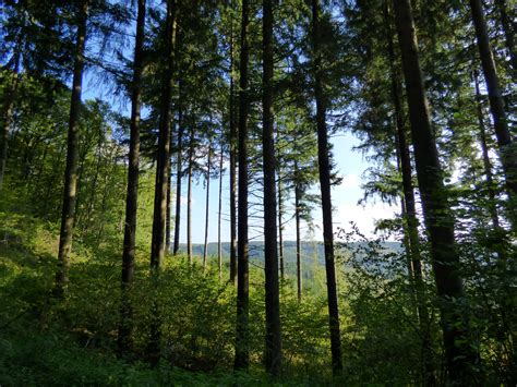 Trees in the forest in nature image - Free stock photo - Public Domain ...