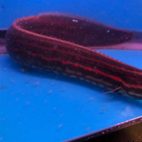 Fire eel for sale | Exotic Fish Shop | 774-400-4598