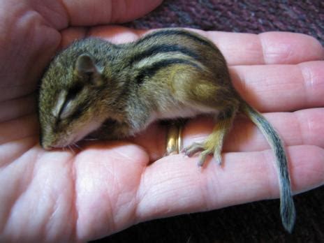 Chipmunks Are Always Cute - Baby Animal Zoo