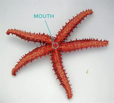 How Do Starfish Eat? - Bubbly Diver