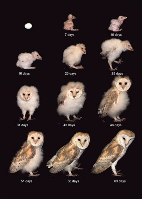 Timeline of a barn owl's maturation #CoolGuide Pretty Animals, Cute ...