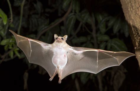 15 fun facts about bats (and how you can help) | Charity Choice Blog