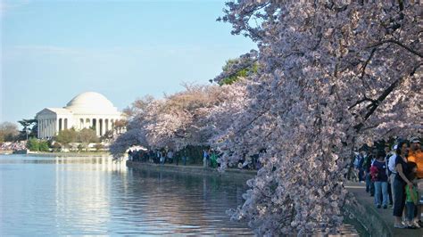 History behind DC’s cherry blossoms began years before trees ever took root - WTOP News