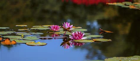 Nymphaea lotus Ninfea | Lotus, Landscape features, Beautiful gardens