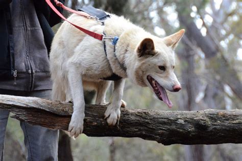 Adoption – Sydney Dingo Rescue