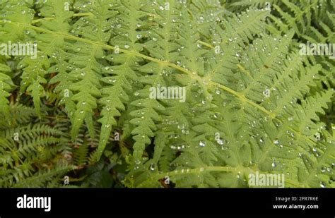 Rainforest with ferns Stock Videos & Footage - HD and 4K Video Clips - Alamy