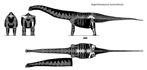 Argentinosaurus skeletal by palaeozoologist on DeviantArt